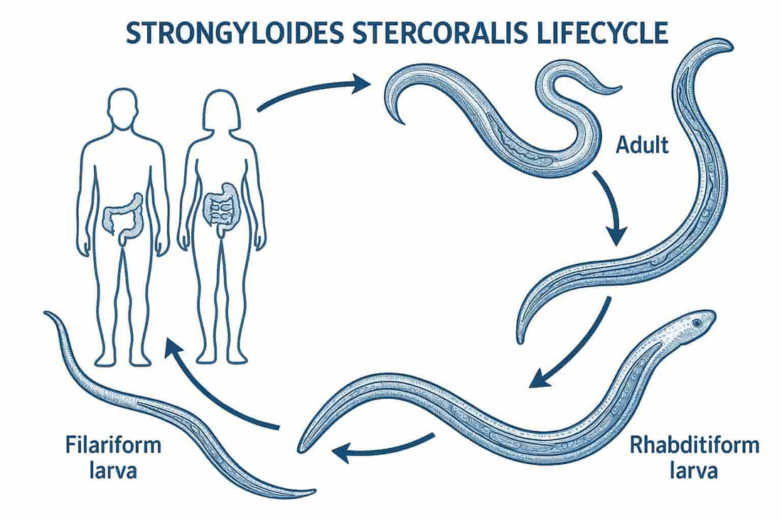 strongyloides-infections