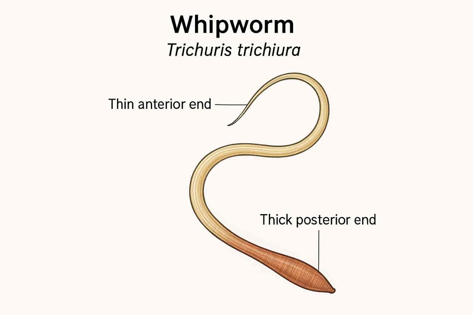 Whipworm Infections - Symptoms and Prevention – Combantrin USA
